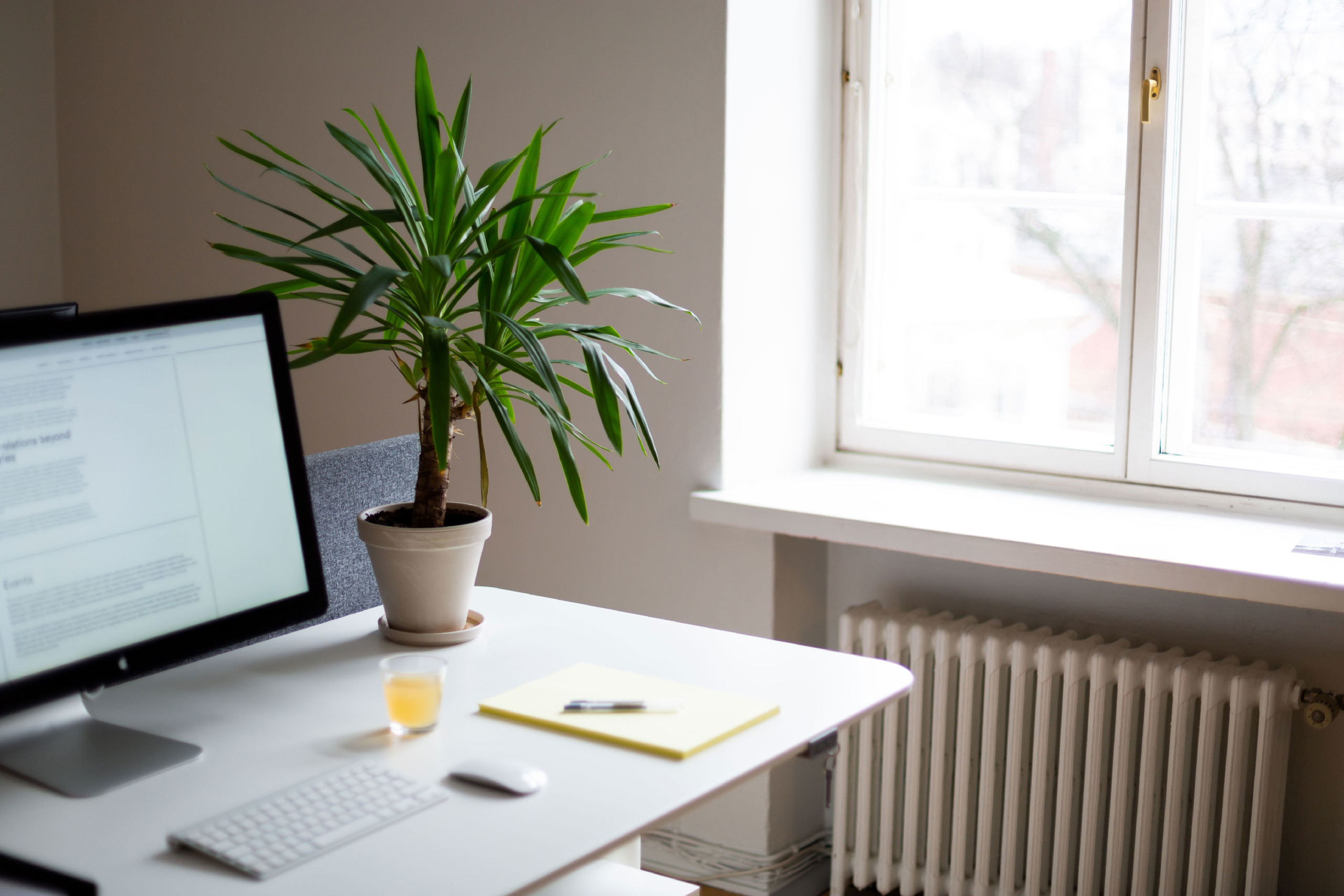 A white desk in a brightly lit room, and on it is a big plant next to a computer screen, a small glass of juice, a mouse, keyboard and a notepad.