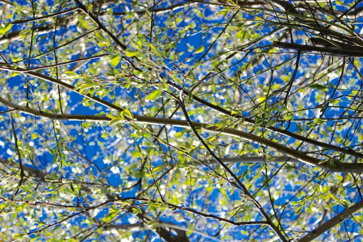 Vihreitä kukintoja puun oksissa taivasta vasten.