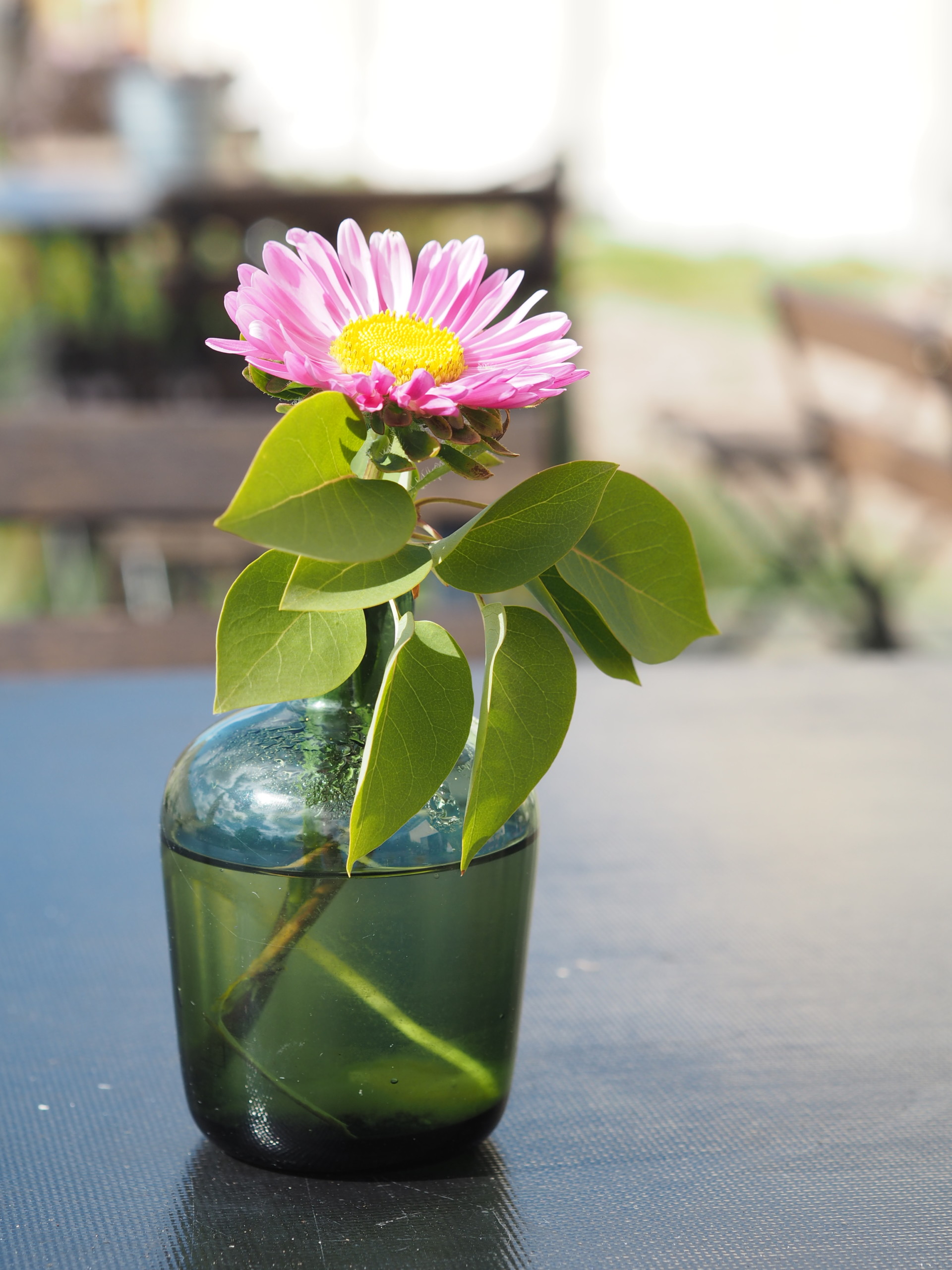 A pink flower and green leaves in a vase.