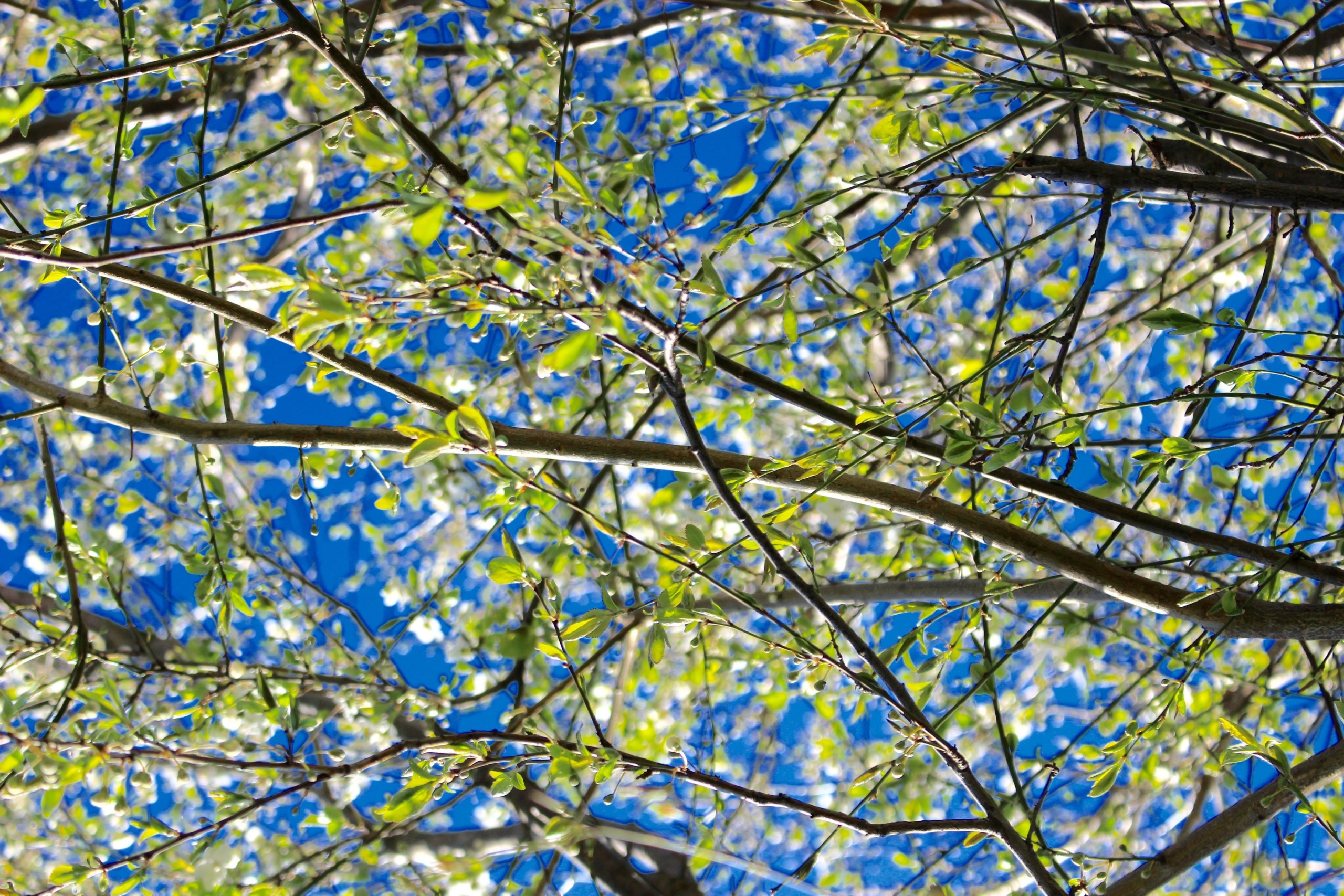A closeup of tree branches with small green leaves, showing a blue sky in the background.